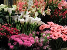 kvetinárstvo Močenok - ruže, tulipány, karafiáty, gladioly