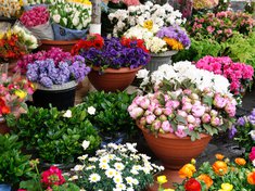 kvetinárstvo Močenok - rezané kvety, kvetinárstvo Močenok - kvety, ruže, karafiáty, gerbery