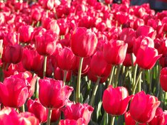 kvetinárstvo Močenok - kvety, tulipány, smútočné kvety, viazanie kytíc, viazanie vencov